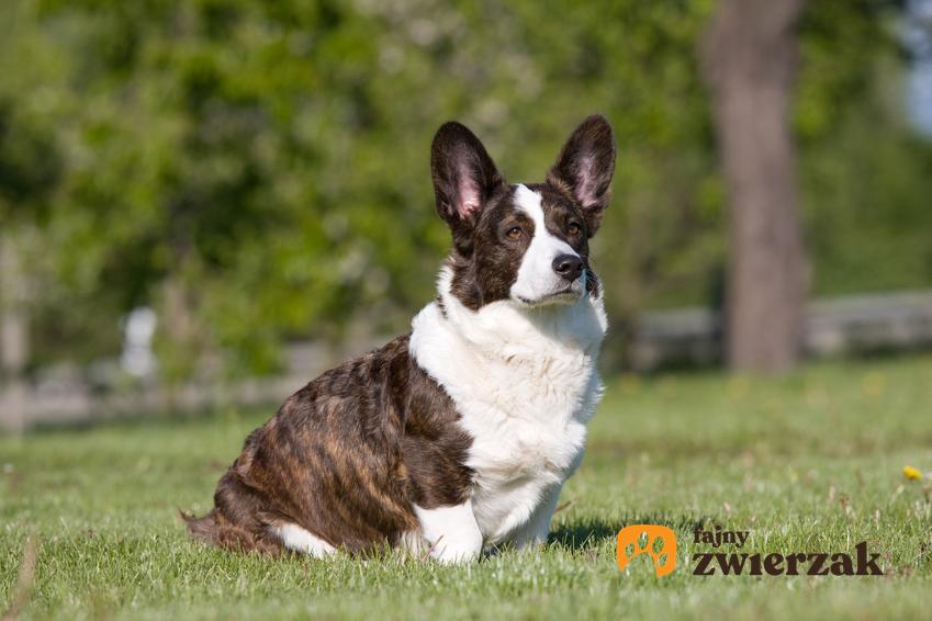Pies rasy welsh corgi cardigan na łonie natury, a także jego charakter, hodowla i cena