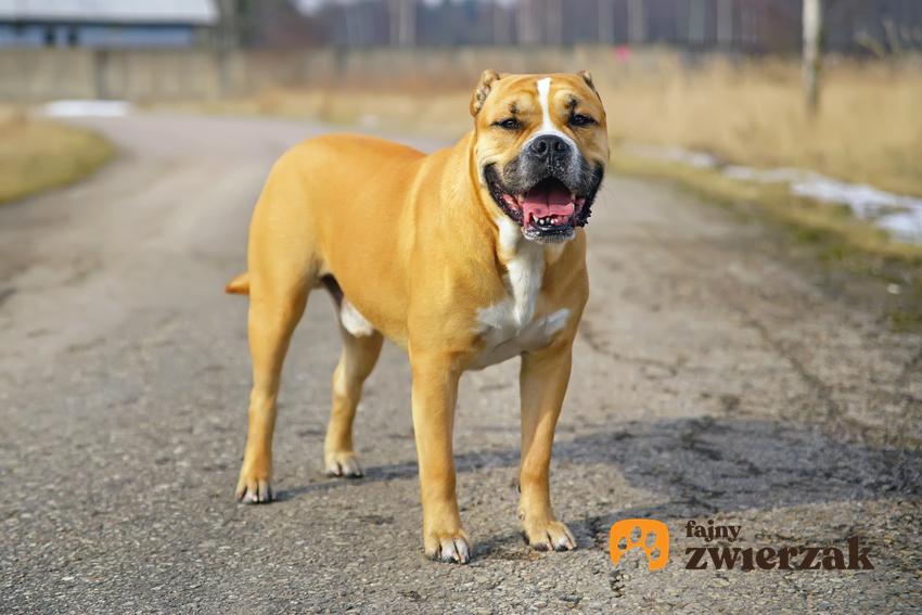 Pies rasy pies z Majorki podczas spaceru, a także jego charakter, wychowanie i cena