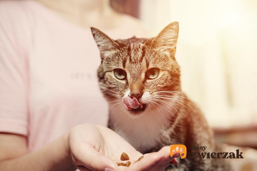 Kot jedzący karmę z ręki oraz dla karma dla kota Butchers, jej rodzaje, cena i skład