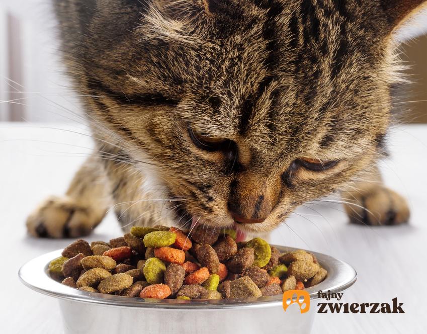 Kot jedzący karmę z miski oraz dla karma dla kota Royal Canin, jej rodzaje, cena i skład