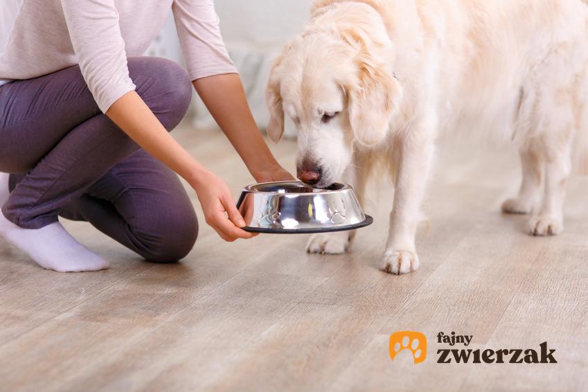 Pies jedzący karmę z miski, a także polecana karma dla psa, czyli ranking karm dla psów