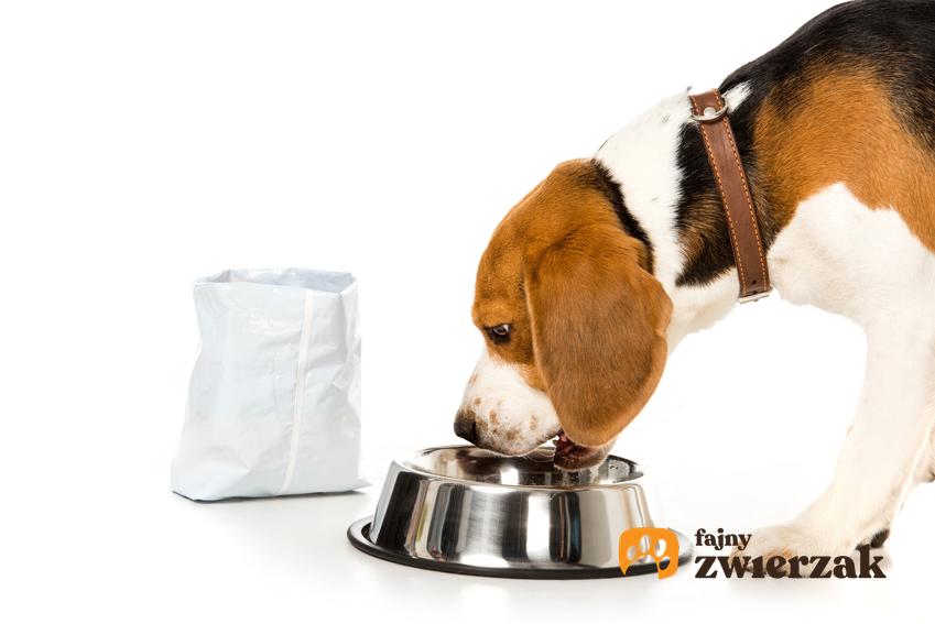 Pies jedzący z miski, a także kama Trovet dla psów, jej skład, właściwości i dawkowanie