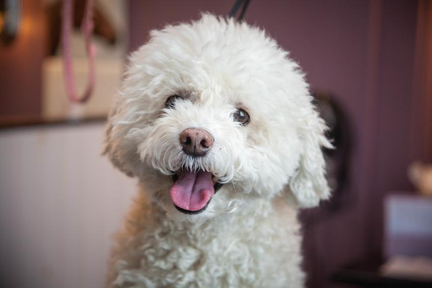 Pies rasy bichon frise z językiem na wierzchu, a także też biszon kędzierzawy i jego cena