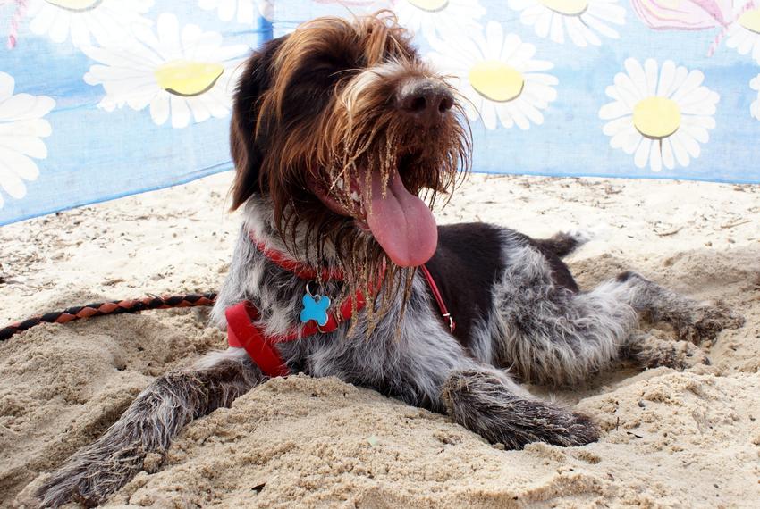 Pies rasy wyżeł długowłosy na plaży, a także jego charakter, wychowanie, opis i cena