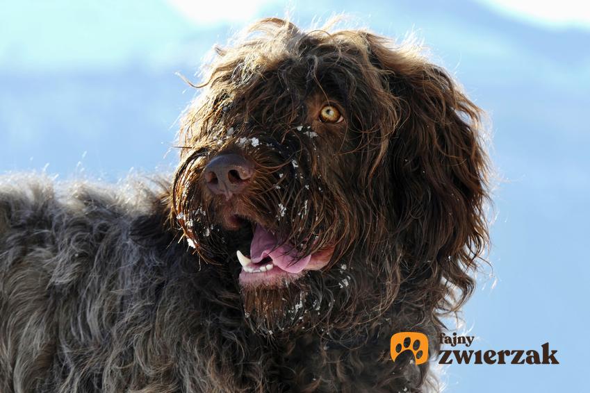 Pies rasy pudelpointer na zdjęciu portretowym, a także jego charakter, cena, usposobienie i hodowla