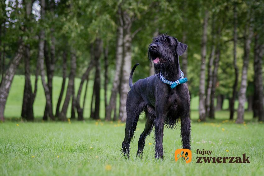 Sznaucer olbrzymi, czyli duży, pies podczas spaceru na zielonej trawie i opis