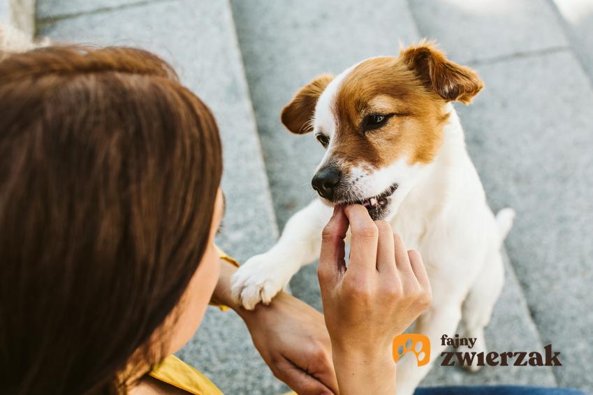 Pies podczas karmienia, a także karma dla psa Farmina, jej skład, rodzaje i dawkowanie