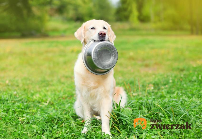 Pies trzymający miskę w pysku, a także karma dla psa Lukullus, jej skład, rodzaje i dawkowanie
