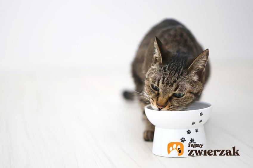 Kot przy misce z karmą, a także karma dla kota Purizon, jej skład i dawkowanie
