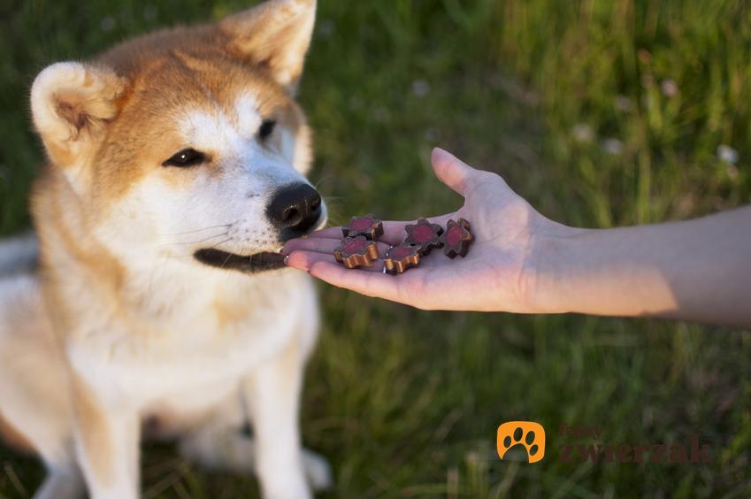 Pies podczas karmienia, a także karma dla psa Real Nature Wilderness, jej skład, rodzaje i dawkowanie