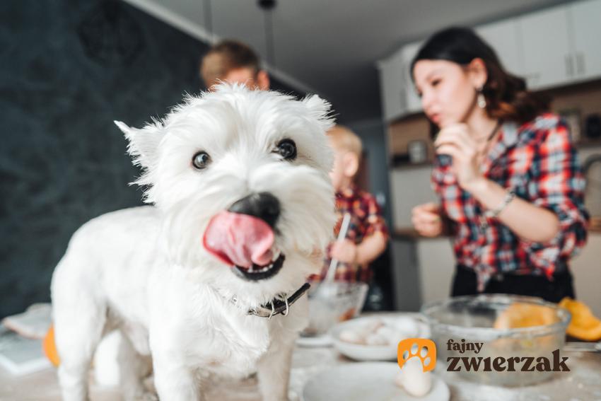Pies podczas karmienia z językiem na wierzchu, a także karma dla psa z Biedronki, jej skład, rodzaje i dawkowanie