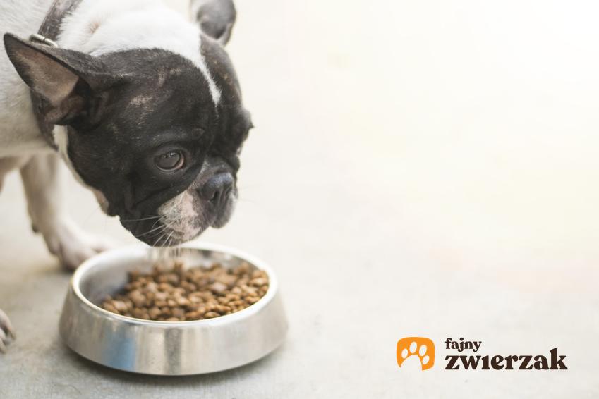 Pies przy misce z karmą, a także karma dla psa Bozita, jej rodzaje i dawkowanie