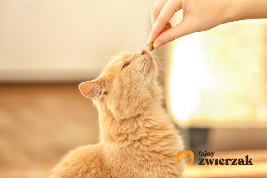 Kot podczas karmienia przez właściciela, a także karma dla kota Sheba, jej skład i dawkowanie