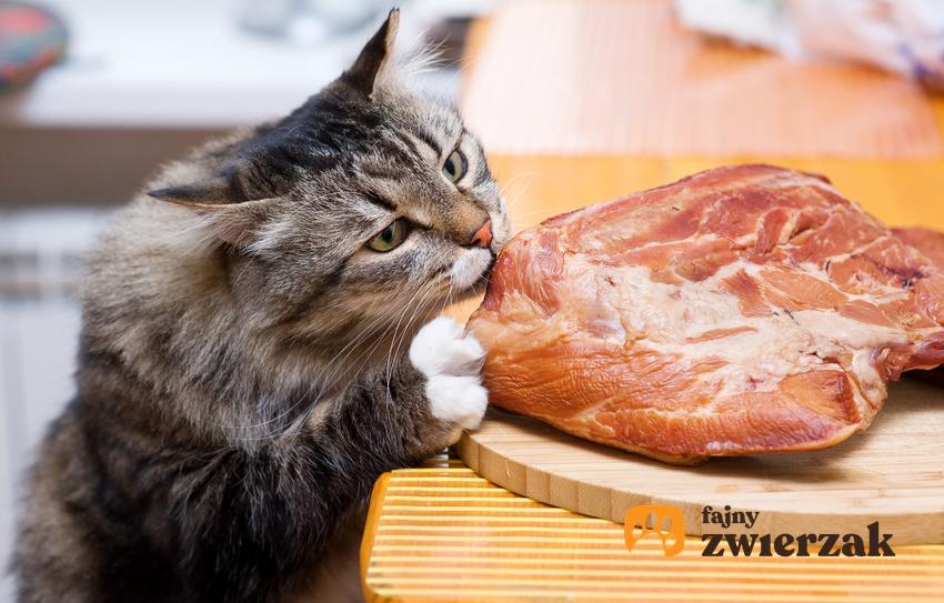Kot jedzący surowe mięso, a także żywienie barf dla kota, zasady i porady