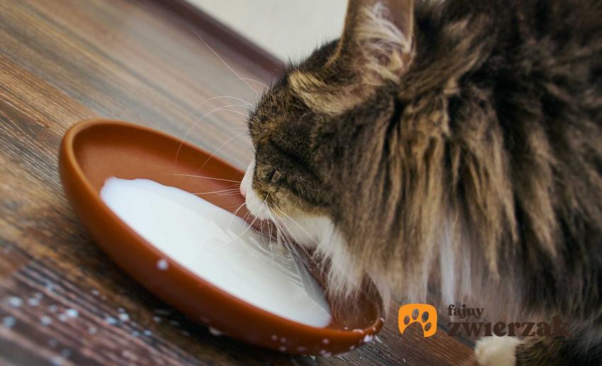 Kot pijący mleko z niewielkiej miseczki, a także jakie mleko dla kota jest najlepsze, skład, zastosowanie