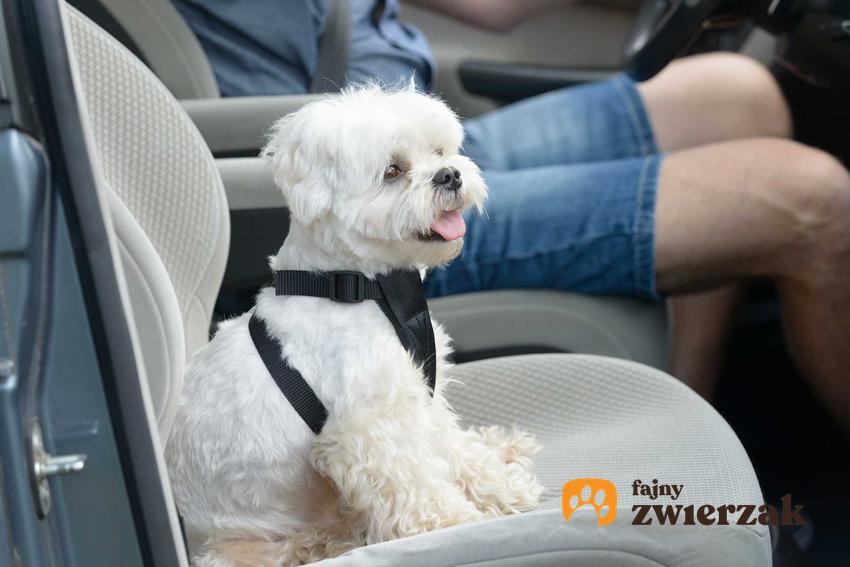 Pasy dla psa na maltańczyku jadącym samochodzem, a także ceny pasów dla psów, montaż, opinie i porady