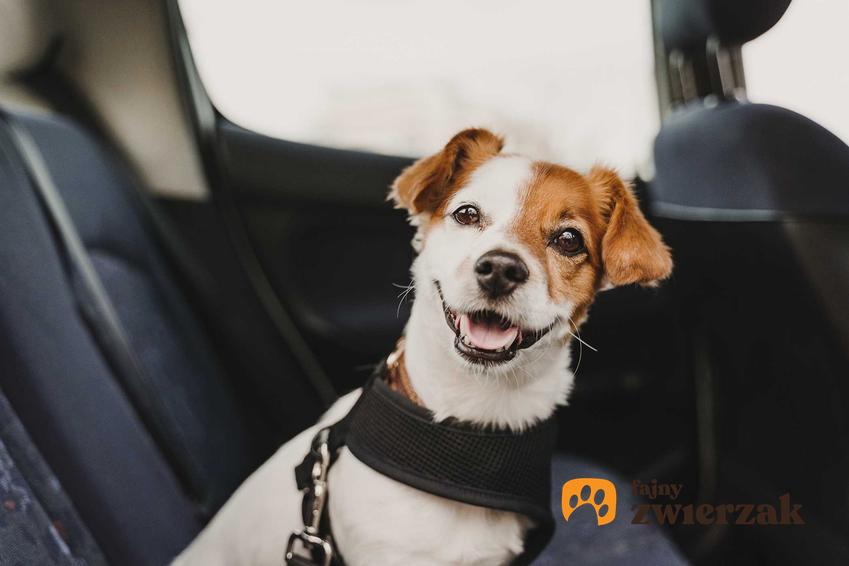 Pies na tylnym siedzeniu samochodzu w pasach dla psa, a także rodzaje pasów, ceny, montaż, najlepsze opinie i porady