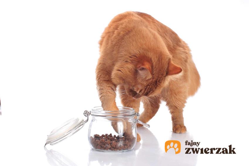Pojemnik na karmę dla kota ze szkła, a także kot, który próbuje się dostać do jedzenia, oraz materiały, ceny i opinie