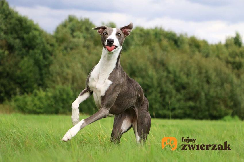 Pies rasy Whippet na tle zielonych krzewów, a także charakterystyka, usposobienie oraz tresura psa krok po kroku