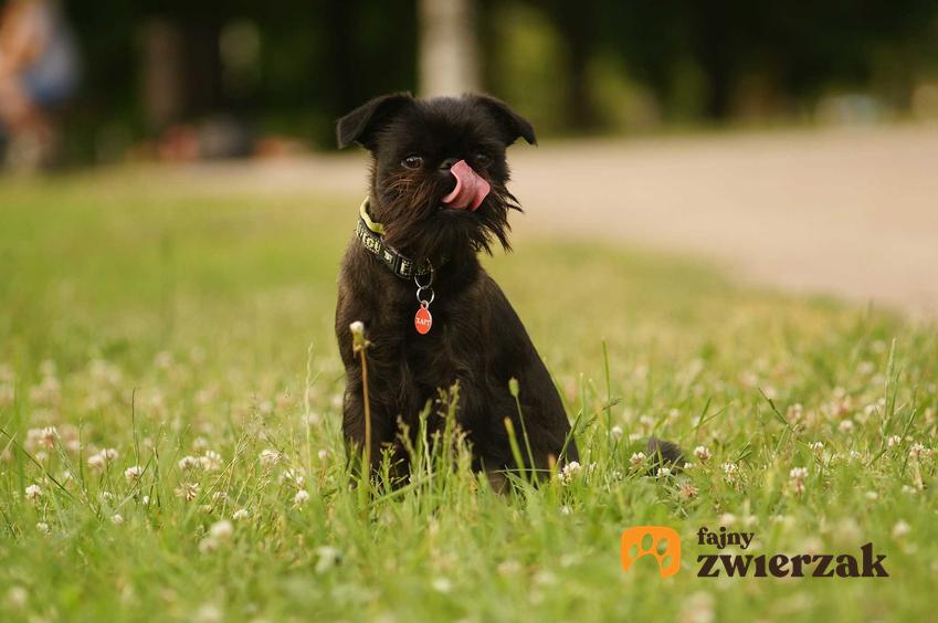 Pies rasy gryfonik belgijski na trawie, a także opis rasy, usposobienie, pielęgnacja, opieka, tresura i cena