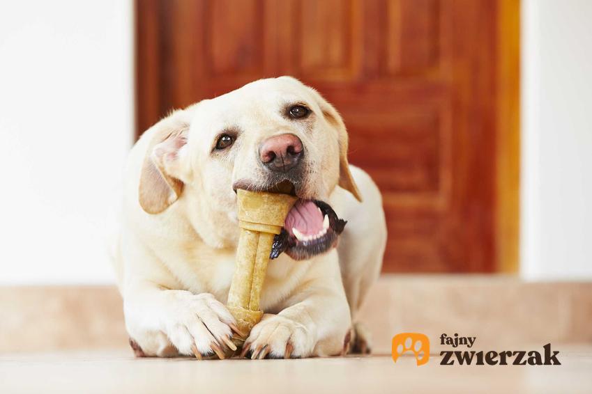 Pies gryzący kość dla psa na podłodze, a także najlepsze kości dla psa - rodzaje, wielkości, jakie warto podawać psu
