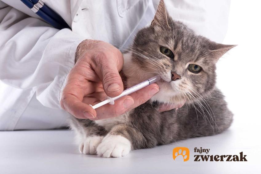 Kot pijący lekarstwo ze strzykawki podawane przez weterynarza, a także rozwolnienie u kota krok po kroku, przyczyny, leczenie, zapobieganie