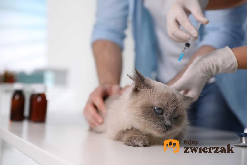 Szczepienie na wściekliznę u kota, a także zagrożenia, profilaktyka, objawy wścieklizny