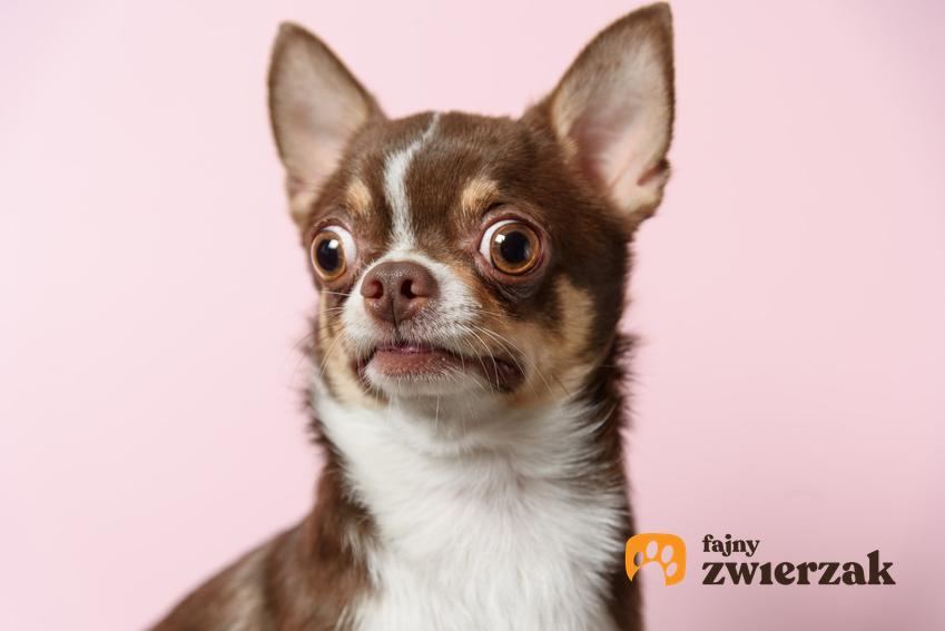 Pies rasy chihuahua na różowym tle, a także inne miniaturowe rasy psów