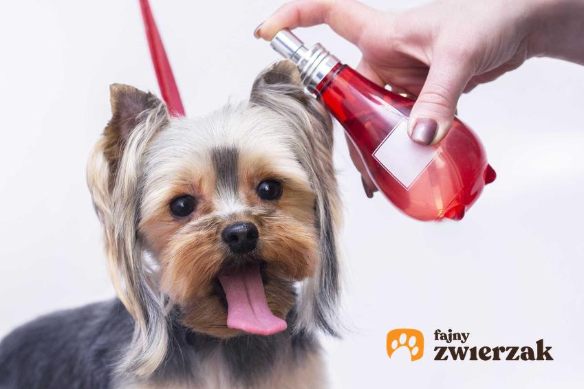 Perfumowanie małego yorka w salonie fryzjerskim dla psów, a także perfumy dla psów - producenci, opinie, ceny oraz rodzaje