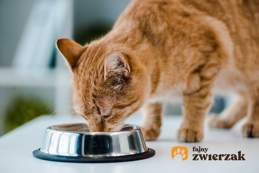Kot jedzący z miski karmę wymieszaną z tauryną, a także informacje o taurynie dla kota, rodzajach, zastosowaniu, dlaczego należy ją podawać kotu
