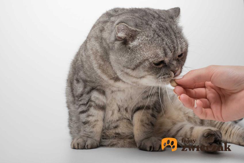 Kot jedzący tabletkę z tauryną z ręki właścicieli, a także informacje o taurynie dla kota, dlaczego należy ją podawać, rodzaje i zastosowanie