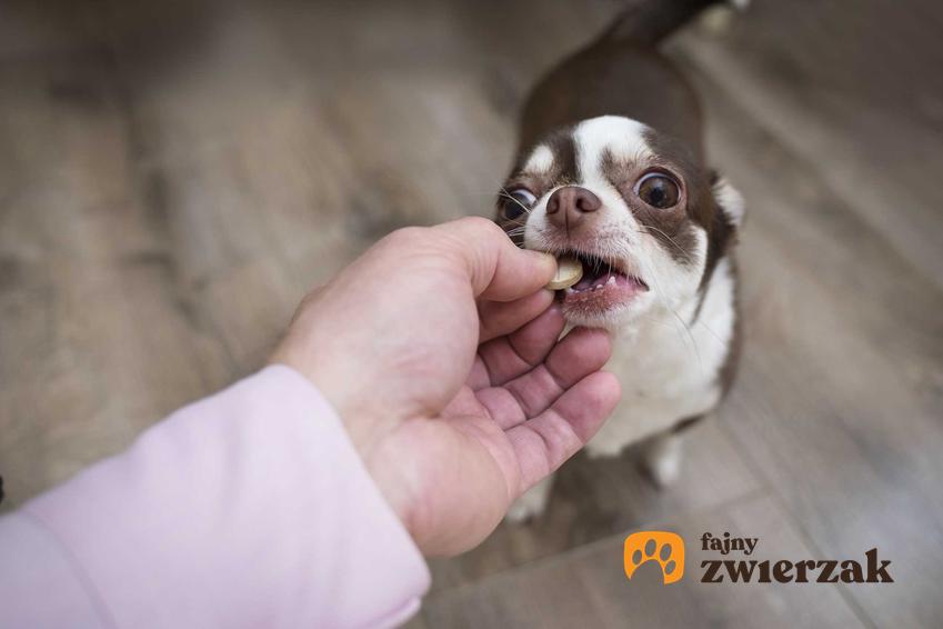 Witaminy dla psa w formie tabletek podawane niewielkiemu psiakowi, a także rodzaje, dawkowanie oraz ceny witamin dla psów
