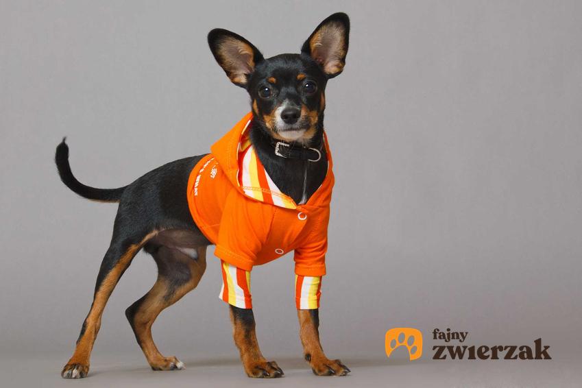 Pies w odblaskowej pomarańczowej kurtce, a także informacje, jakie cuchy dla psa sprawdzają się najlepiej