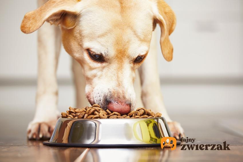 Duży pies jedzący karmę z miski oraz informacje jak często karmić psa dorosłego i szczeniaka