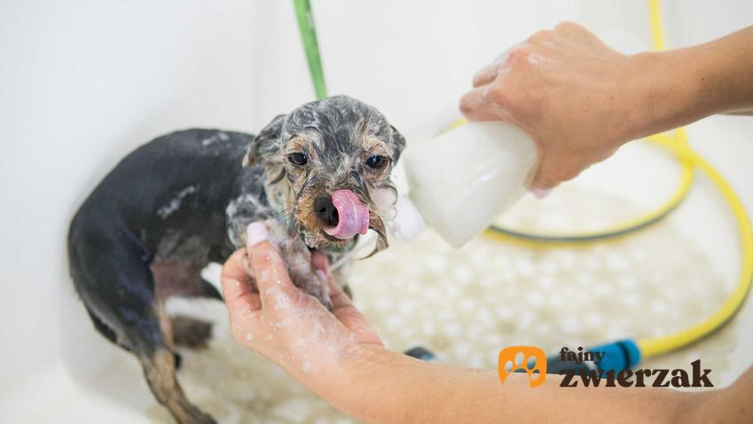 Szampon Hexoderm dla psów wykorzystany do kąpania yorka, a także opis szamponu, zastooswanie oraz cena