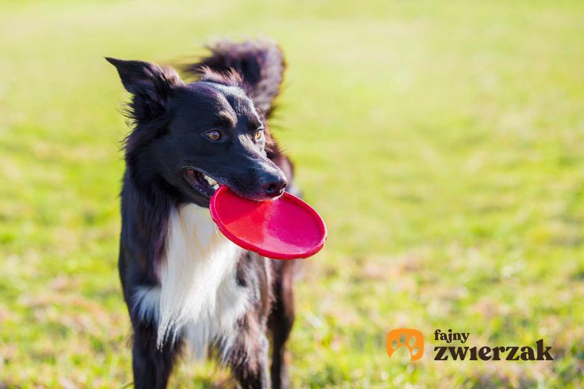 Duży pies z czerwonym frisbee w pysku, a także producenci, rodzaje, nauka łapania oraz ceny frisbee krok po kroku