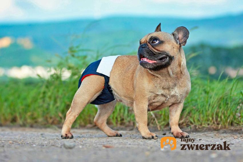 Mały buldog w majtkach dla psa, a także informacje o majtkach dla psa: cena, porady dla właścicieli, rodzaje, najlepsze modele i producenci