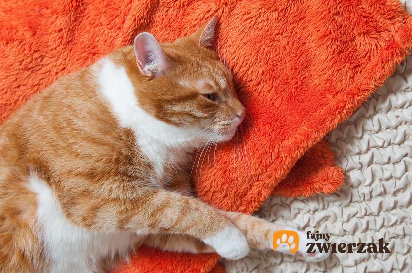Chory na parwowirozę kot leżący na kocyku, a także informacje o chorobie: przyczyny, objawy, sposoby leczenia oraz zapobieganie