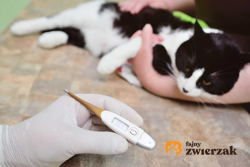Chory kot ma mierzoną temperaturę u weterynarza z powodu panleukopenii, a także objawy, leczenie, rokowania oraz przyczyny choroby