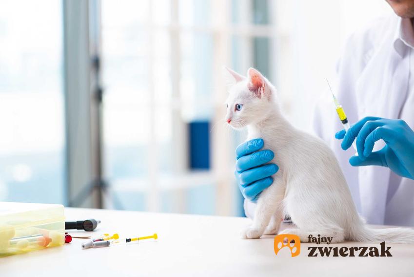 Kotek leczony na koci tyfus, a także przyczyny choroby, objawy, diagnostyka, leczenie krok po kroku oraz najgroźniejsze powikłania