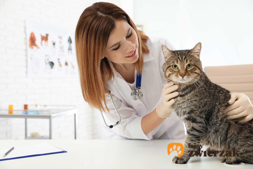 Kot u weterynarza leczony na groźne choroby zakaźne, a także informacje o schorzeniach zakaźnych u kotów, przyczyny, leczenie, powikłania