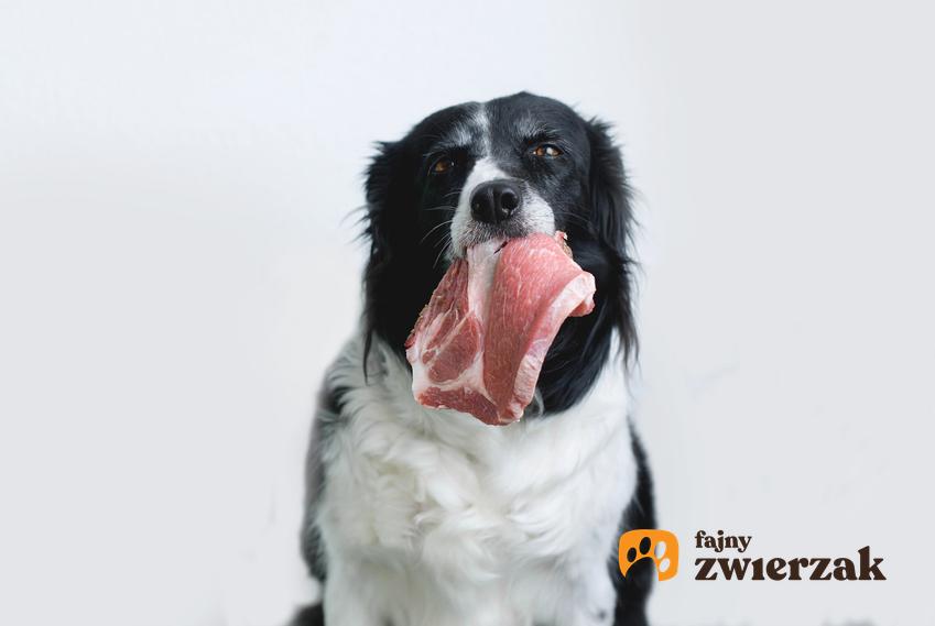 Pies trzymający stek w pysku oraz porady jakie mięso dla psa będzie odpowiednie