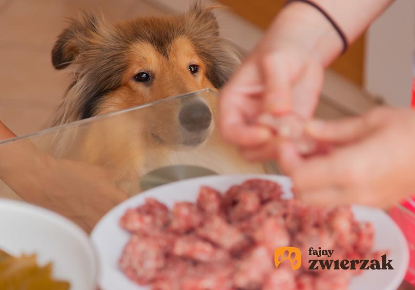 Pies patrzący na talerz z mięsem, a także jakie mięso dla psa - gotowane czy surowe