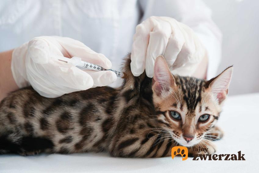 Kot dostaje zastrzyk u weterynarza, a także niewydolność nerek u kota, najważniejsze informacje, objawy, leczenie i rokowania