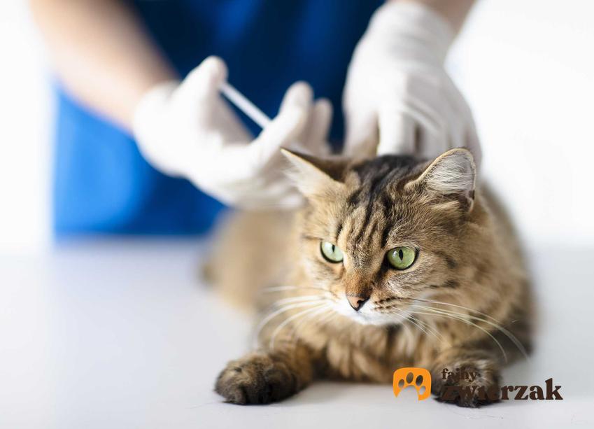 Kot dostaje zastrzyk u weterynarza, a także zapalenie pęcherza u kota, objawy, przyczyny, przebieg, rokowania i diagnoza krok po kroku