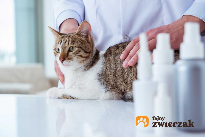 Kot u weterynarza leczący choroby skóry kotów, a także objawy chorób, zdjęcia, zapobieganie oraz leczenie