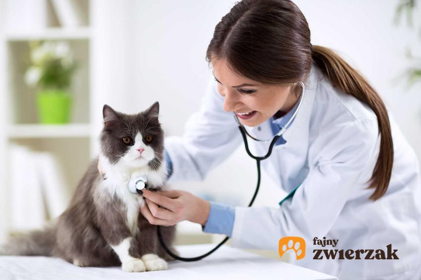 Kot badany w gabinecie weterynarza, a także najgroźniejsze choroby, którymi można zarazić się od kota krok po kroku
