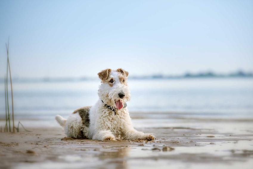 Fox terrier leżący na plaży, a także informacje, charakter, wymagania oraz porady psów tej rasy