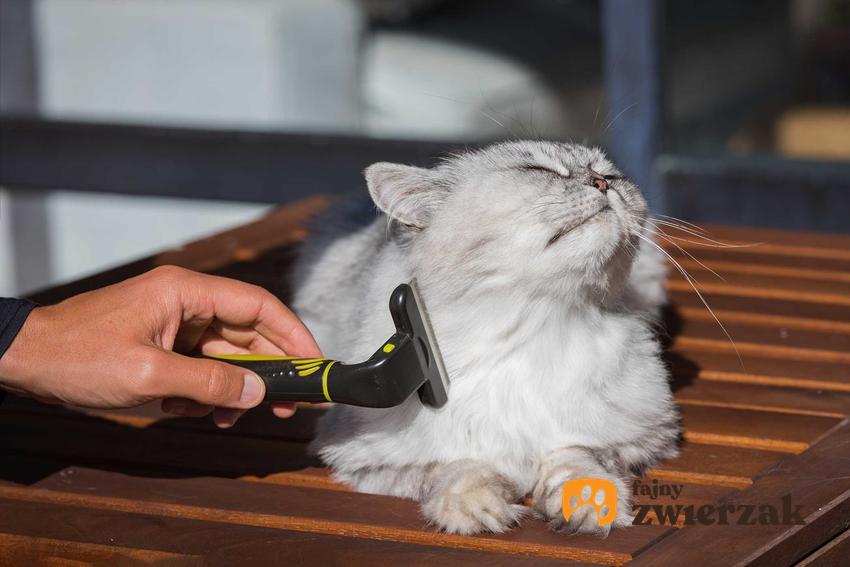 Kot wyczesywany furminatorem dla kotów, a także najlepsze modele, działanie, ceny oraz opinie