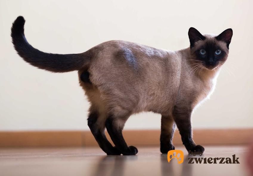 Kot syjam o ciemnych uszkach i ogonie, a także opis, usposobienie, porady oraz pielęgnacja i wymagania